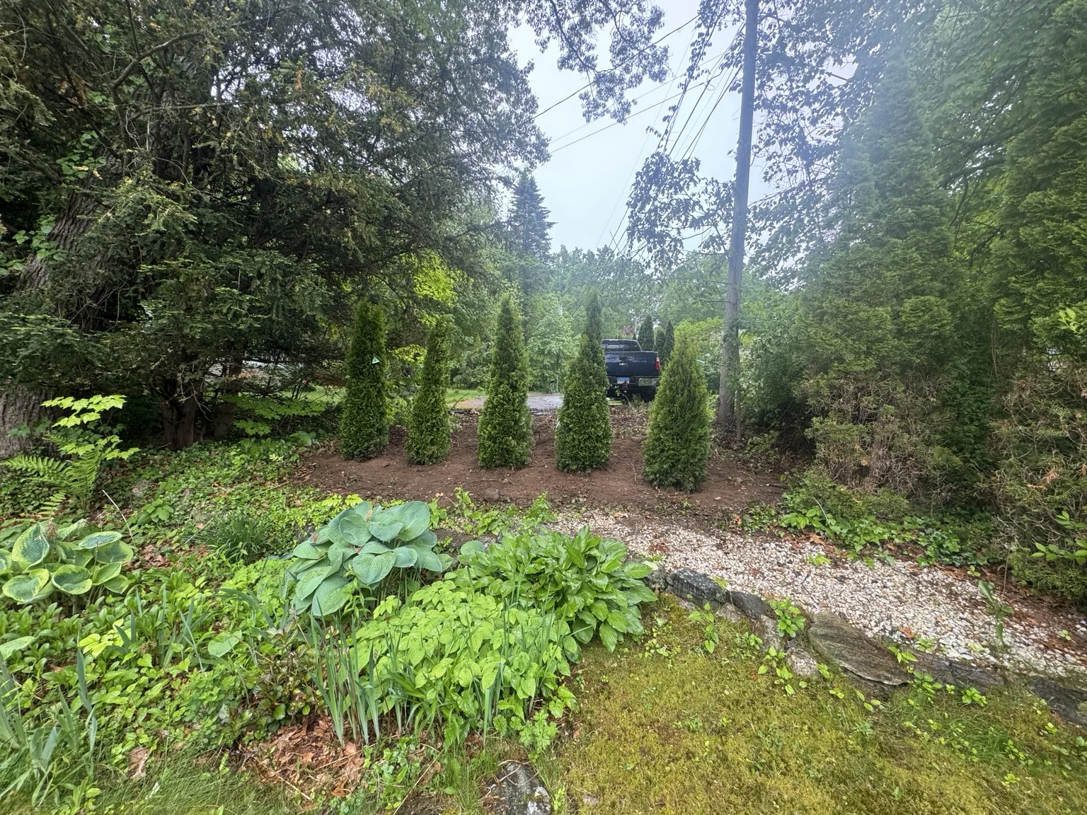 After: evergreen trees planted in the stone bed area