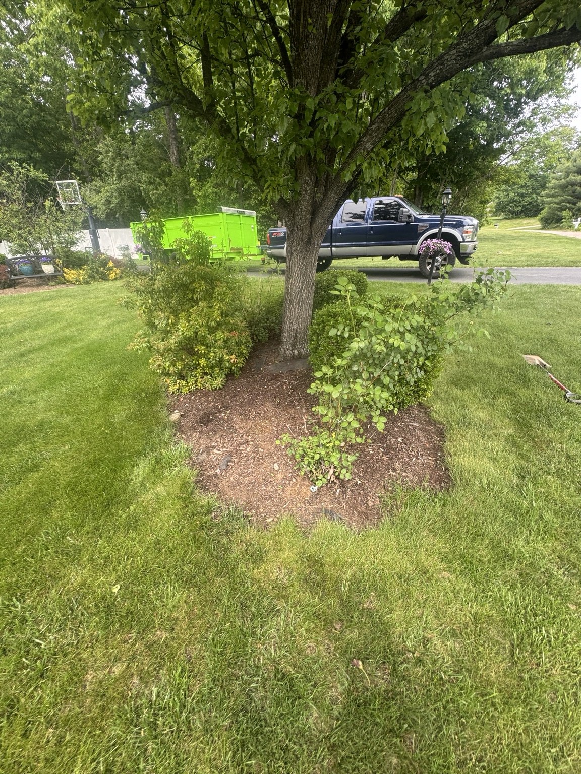 Tree bed before mulching